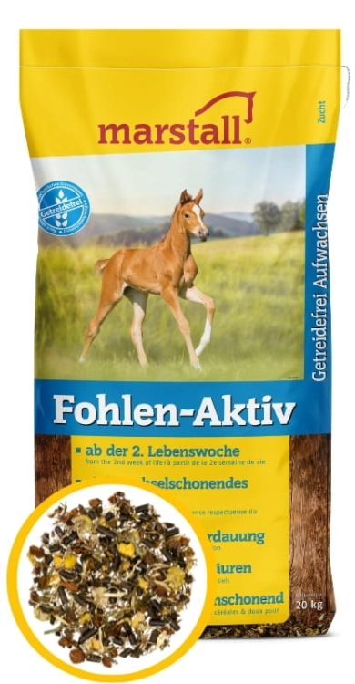 fohlen -aktivelight.jpg